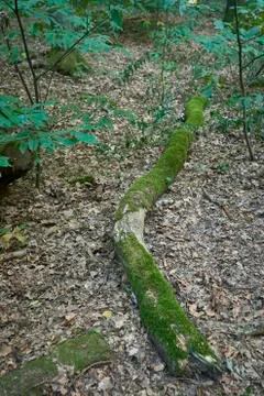 Forest with moss in the trees Stock Photos