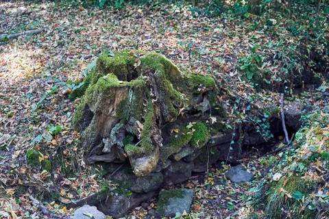 Forest with moss in the trees Stock-Fotos
