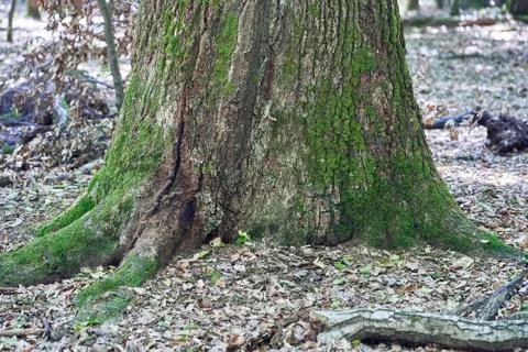 Forest with moss in the trees Stock Photos