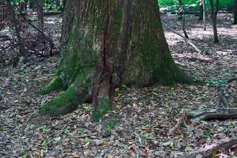 Forest with moss in the trees Stock Photos