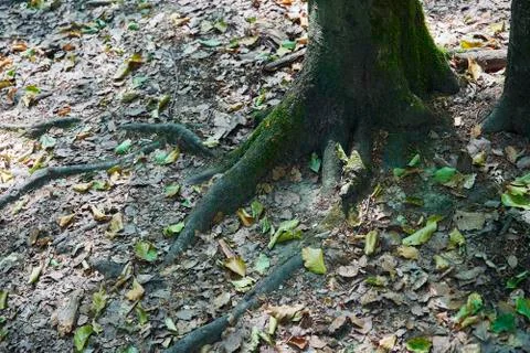 Forest with moss in the trees Stock Photos