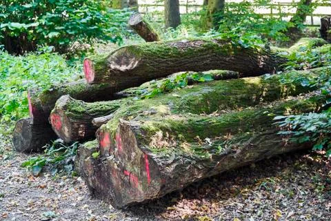 Forest with moss in the trees Stock Photos