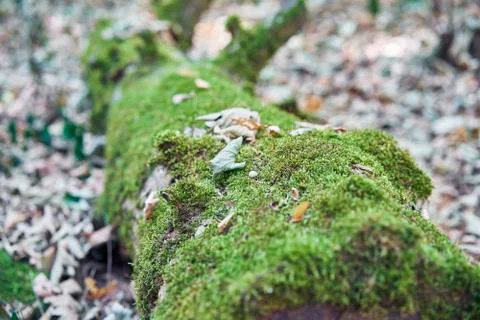 Forest with moss in the trees Foto stock