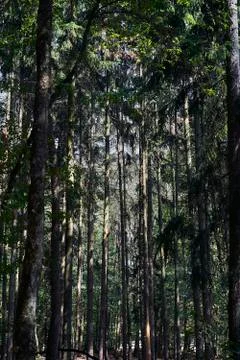 Forest with moss in the trees Stock Photos