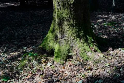 Forest with moss in the trees Stock Photos