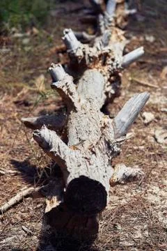 Forest with moss in the trees Stock Photos