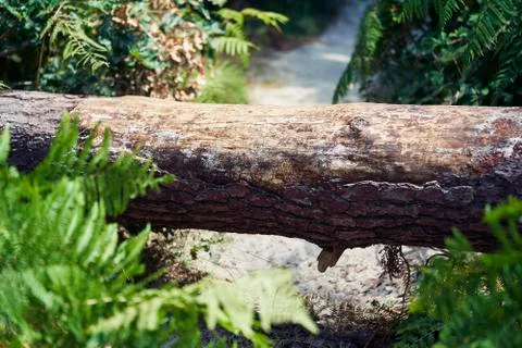 Forest with moss in the trees Foto stock