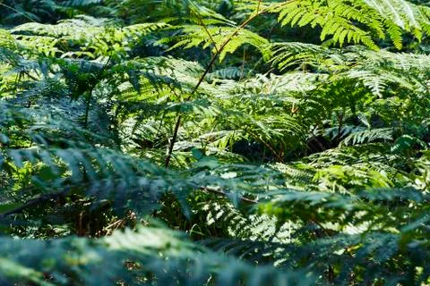Forest with moss in the trees Stock Photos