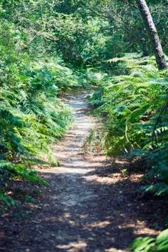 Forest with moss in the trees Foto stock