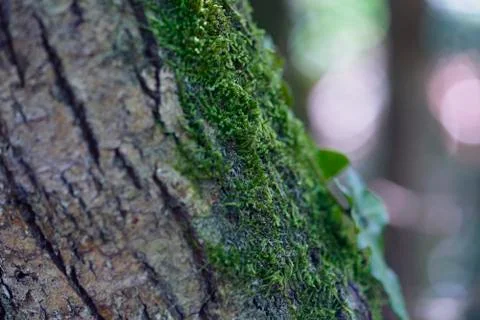 Forest with moss in the trees Stock Photos