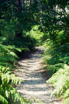 Forest with moss in the trees Stock Photos