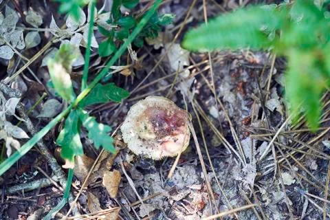 Forest with moss in the trees Stock Photos