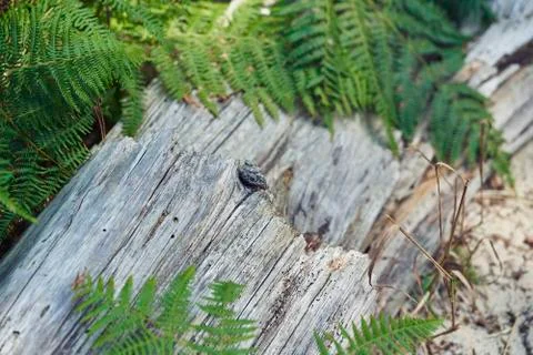 Forest with moss in the trees Foto stock