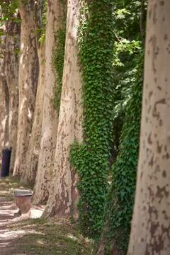 Forest with moss in the trees Stock Photos