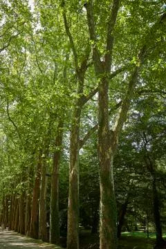 Forest with moss in the trees Stock Photos