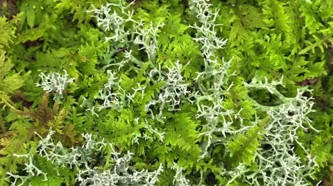Forest moss zoom in Stock Footage 58301427