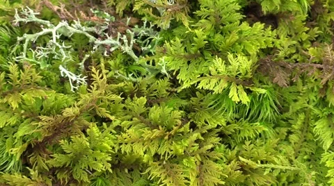 Forest moss zoom out Stock Footage 58301401