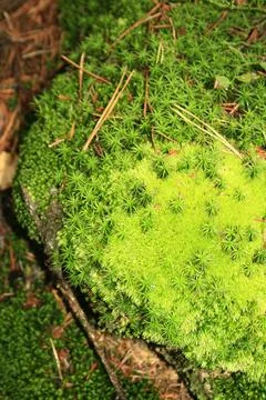 Forest moss3 Stock Photos