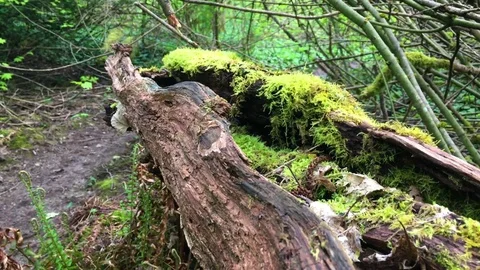 Forest Mossy Log Stock Footage 75211470