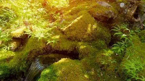 Forest Mossy Stream Waterfall Nature Landscape Nature Background Stock Footage 109653151