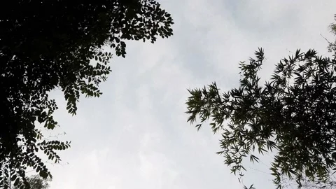 Forest (Motion- Aerial Shot) Stock Footage 170132353