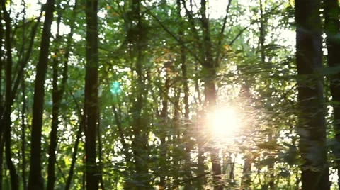 Forest in motion Video stock 12134533