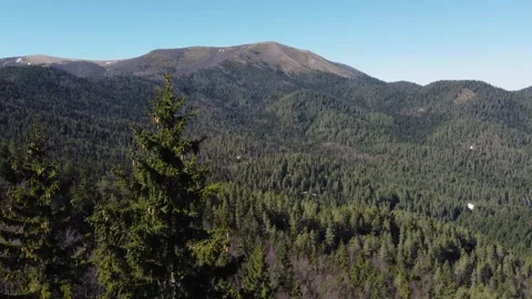 A forest on a mountain, aerial drone view. Dense conifer forest Stock Footage 304640655
