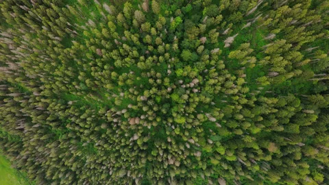 Forest in the mountain aerial top view. Mixed forest, green conifers, deciduous Stock Footage 135542658