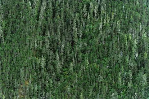 The forest on the mountain from afar Stock Photos