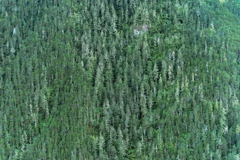 The forest on the mountain from afar Stock Photos