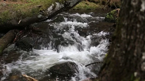 Forest mountain creek flowing Stock-Footage 73956182