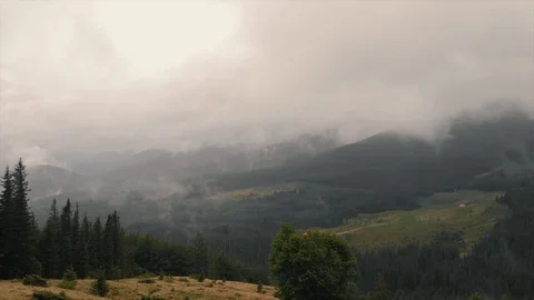 Forest on the mountain in the fog Stock Footage 93610011