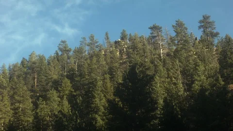 FOREST ON MOUNTAIN 스톡 동영상 75007000