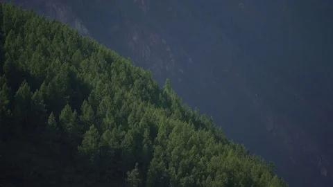 Forest on the mountain Stock Footage 81986158