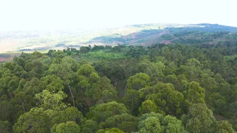 FOREST MOUNTAIN Stock Footage 198407910