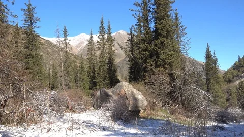 Forest in a mountain gorge Stock-Footage 97003405