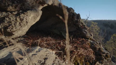 Forest from a mountain height Stock Footage 103121654