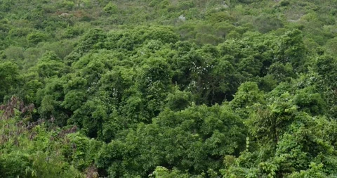Forest mountain hill green tree Stock Footage 131232659