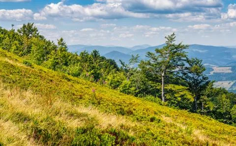 Forest on a mountain hill side Foto stock