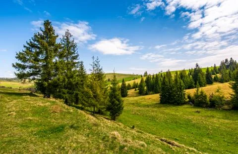 Forest on a mountain hill side Stock Photos