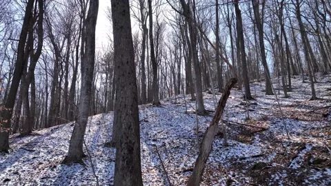 Forest mountain hillside covered in snow with sunshine Stock Footage 234955366