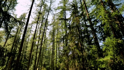 Forest mountain path view Stock Footage 168697543