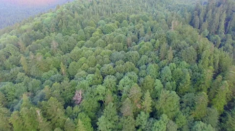 Forest on a mountain peak. aerial view Stock Footage 68068218