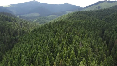 Forest mountain peak and big vulture flying in Transylvania.4K Stock Footage 157626394