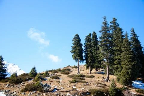 Forest on mountain Stock Photos