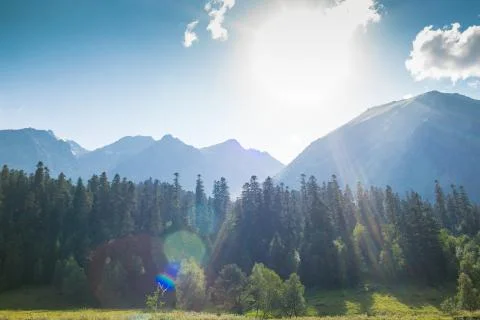 Forest in mountain Stock Photos