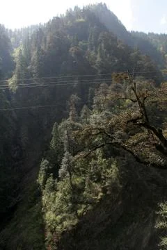 Forest Mountain Stock Photos