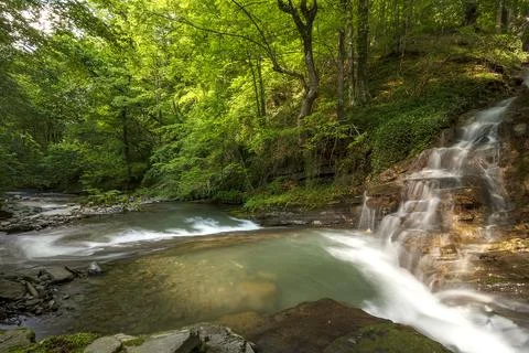 Forest in the mountain Stock Photos