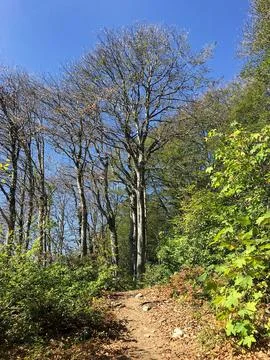 Forest in mountain  Stock Photos