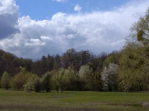 Forest on the mountain Stock Photos